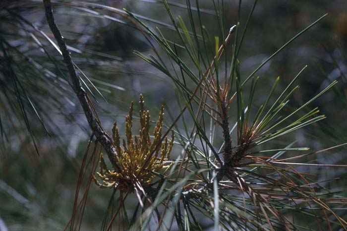 Plant photo of: Pinus sabiniana