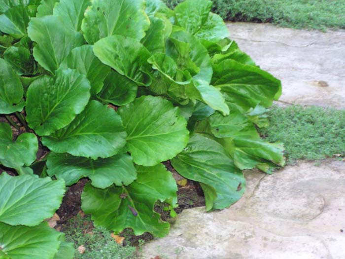 Plant photo of: Bergenia cordifolia