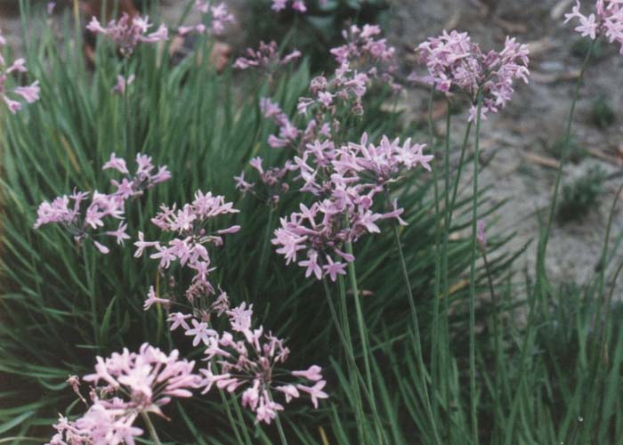 Plant photo of: Tulbaghia violacea