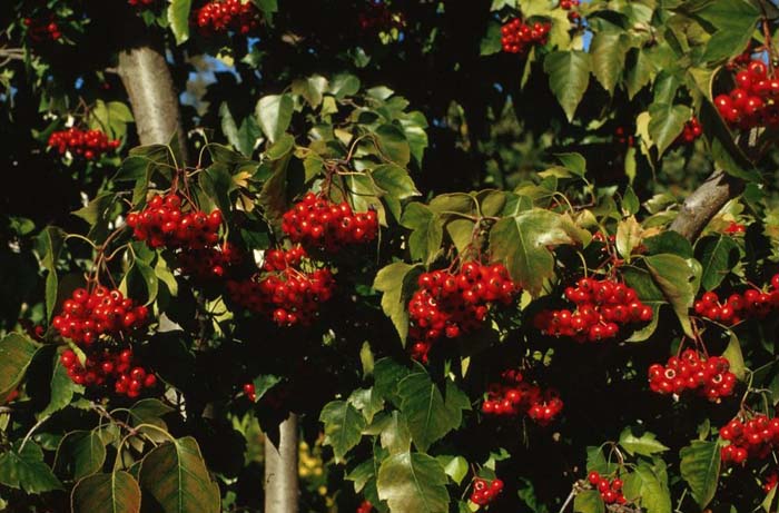 Plant photo of: Crataegus phaenopyrum