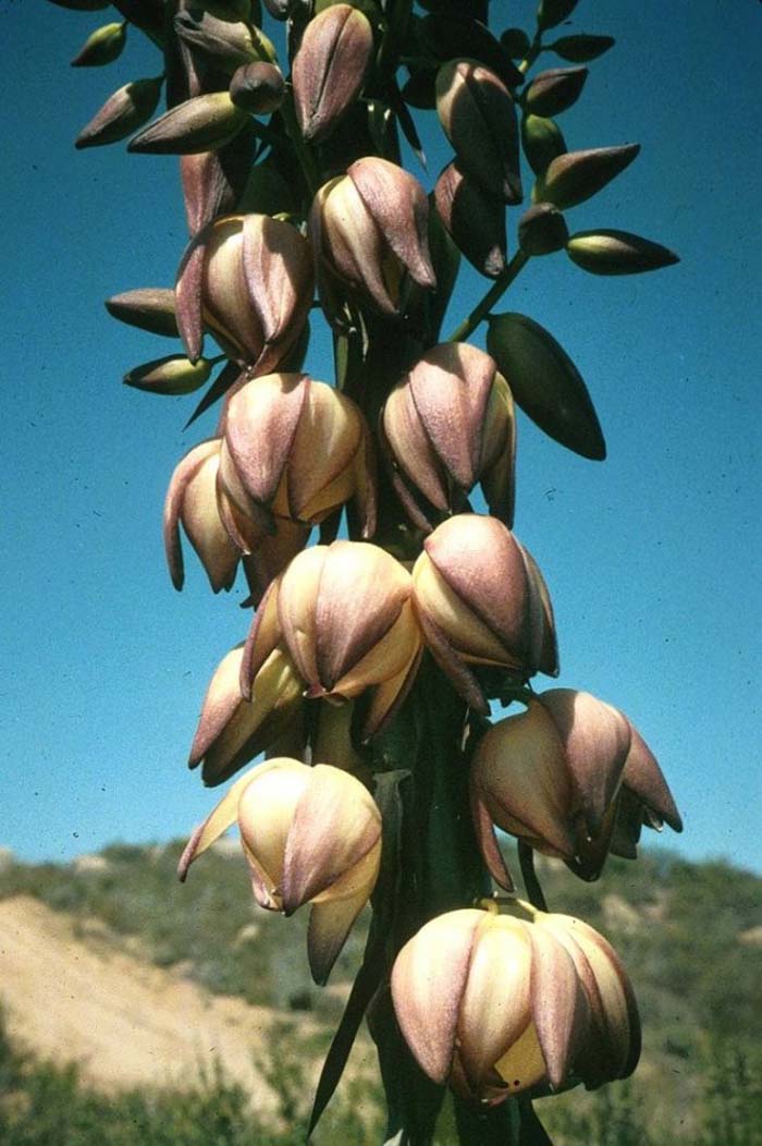 Plant photo of: Yucca whipplei