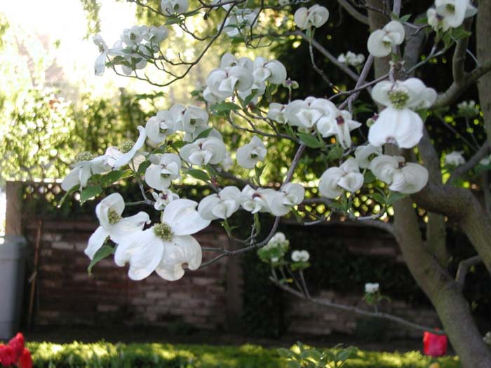 Plant photo of: Cornus florida