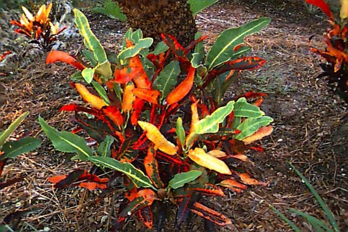 Plant photo of: Codiaeum variegatum