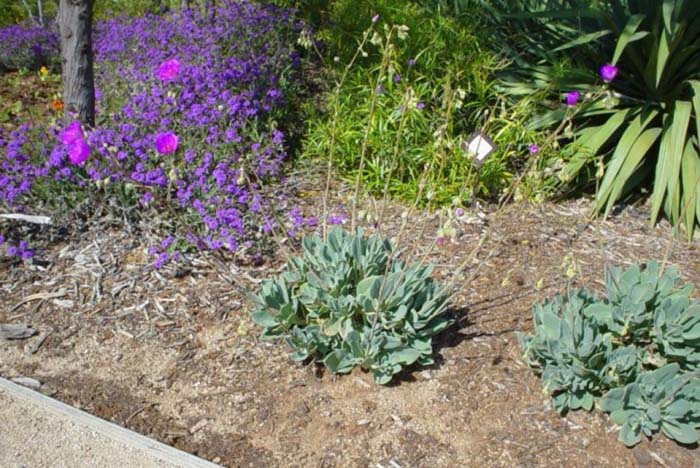 Plant photo of: Calandrinia grandiflora