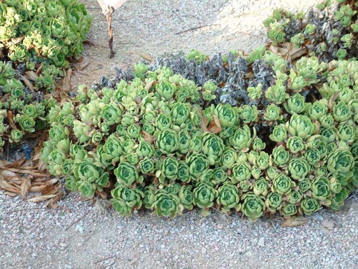 Plant photo of: Aeonium undulatum