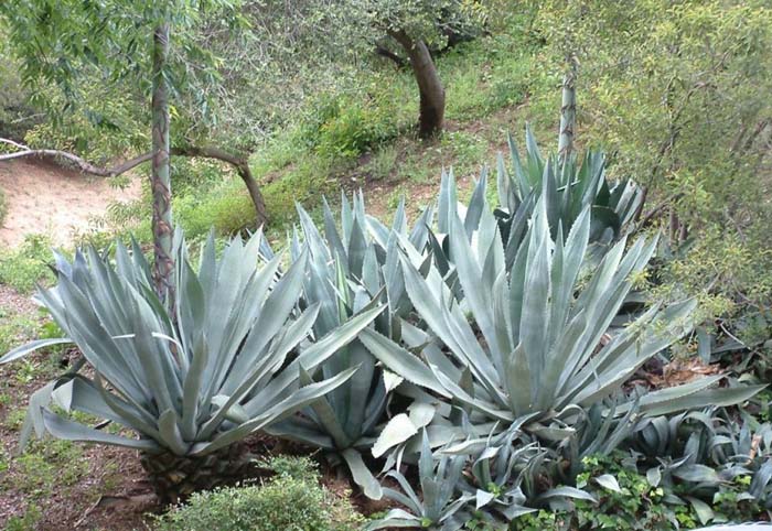 Plant photo of: Agave americana