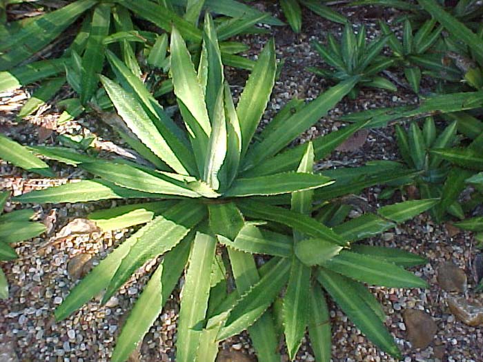 Plant photo of: Agave lophantha