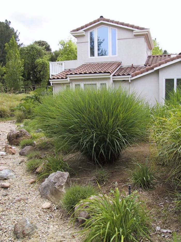 Plant photo of: Calamagrostis acu. stricta