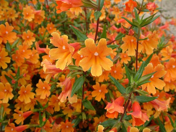 Plant photo of: Mimulus 'Pumpkin'