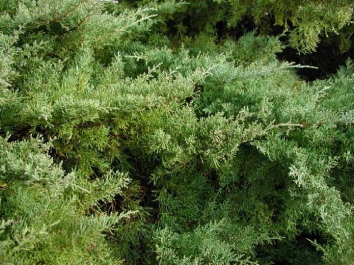 Plant photo of: Juniperus chinensis 'Pfitzeriana'