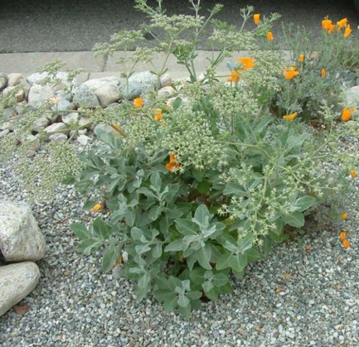 Plant photo of: Eriogonum giganteum