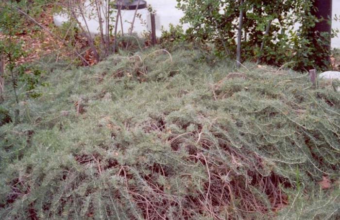 Plant photo of: Artemisia californica 'Canyon Gray'