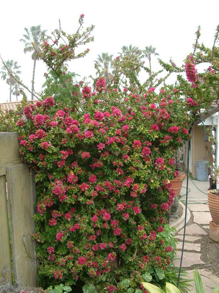 Plant photo of: Bougainvillea spectablis 'Torch Glow'