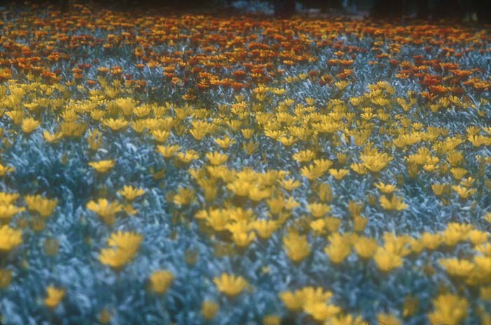 Plant photo of: Gazania hybrids