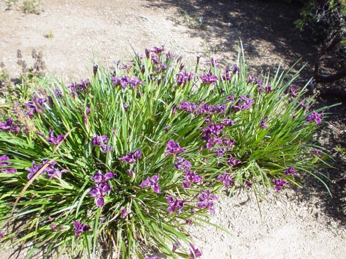 Plant photo of: Iris Pacific Coast Hybrid 'Lavender Blue