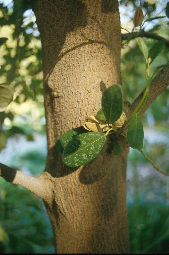 Plant photo of: Lagunaria patersonii