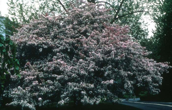 Plant photo of: Malus X arnoldiana