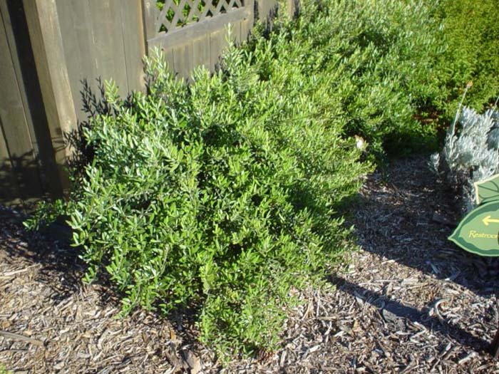 Plant photo of: Olea europaea 'Little Ollie'