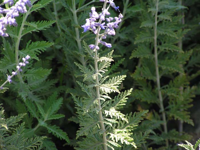 Plant photo of: Perovskia X atriplicifolia