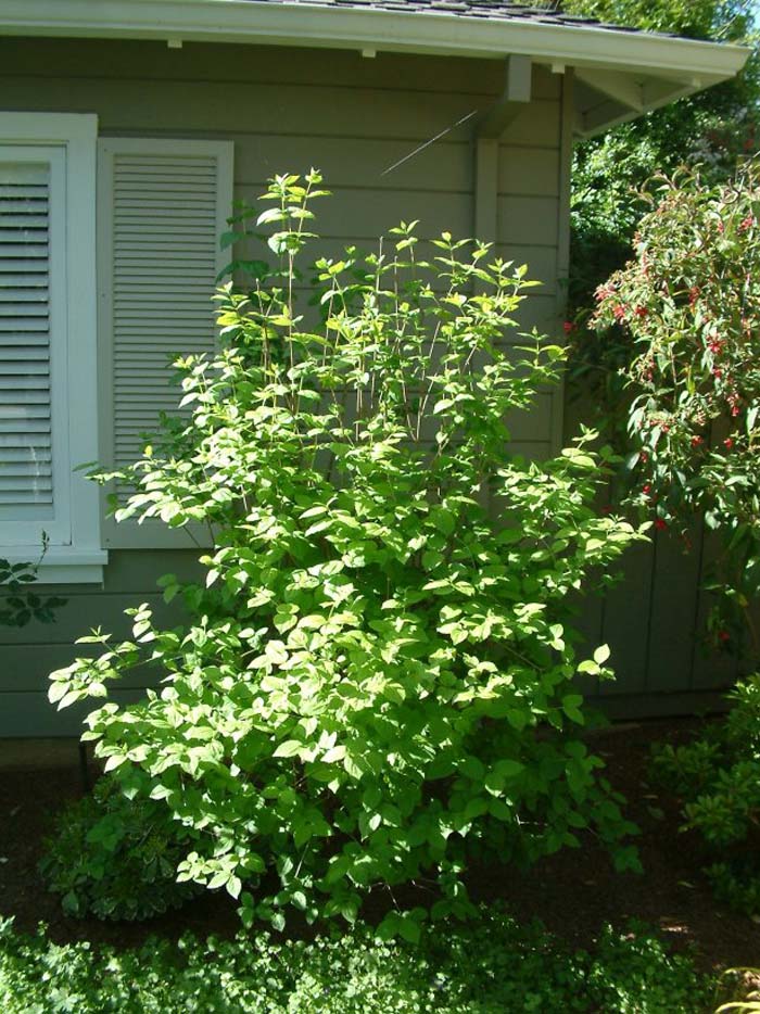 Plant photo of: Philadelphus lewisii 'Goose Creek'