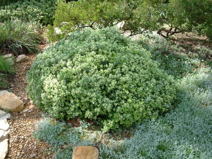 Pittosporum crassifolium 'Compactum'