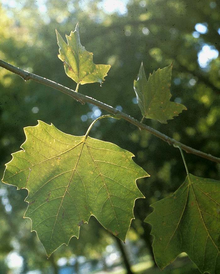 Plant photo of: Platanus X acerifolia