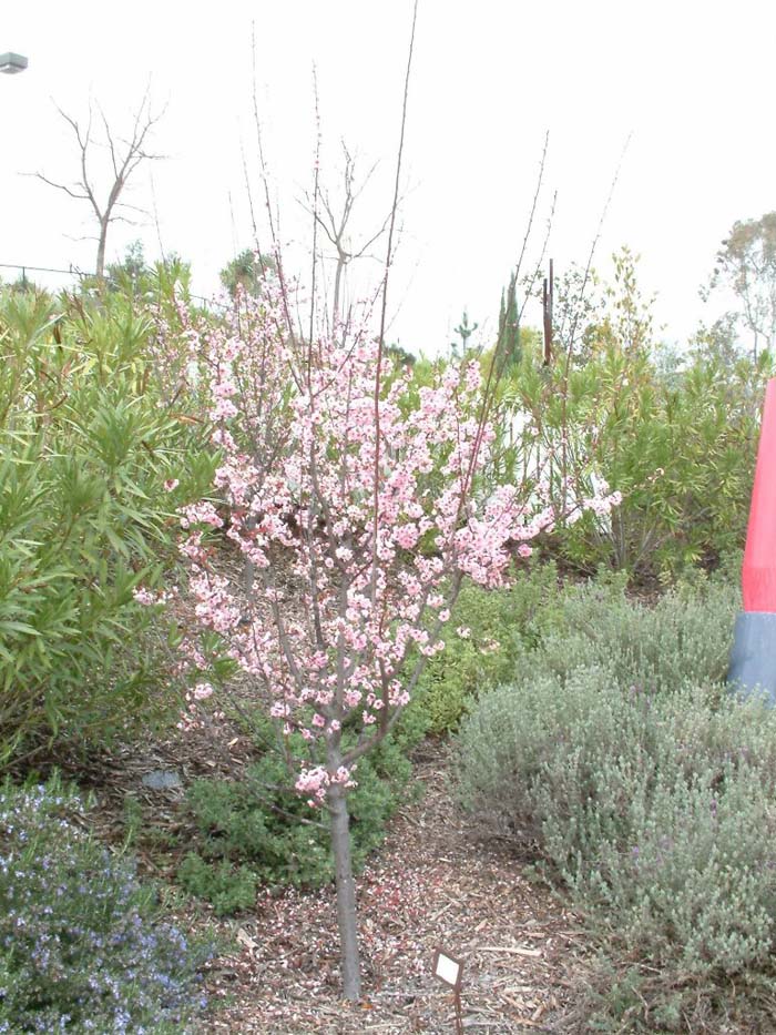 Plant photo of: Prunus X blireiana