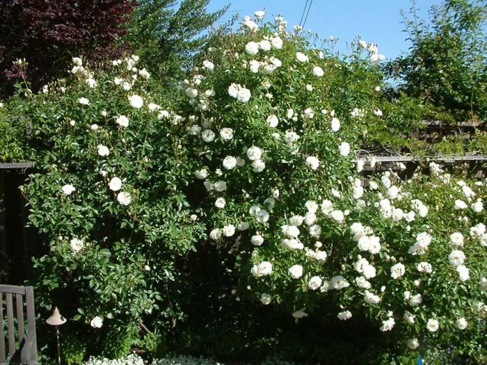 Plant photo of: Rosa 'Iceberg'