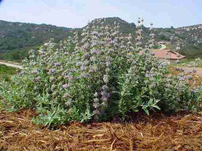 Plant photo of: Salvia leucophylla 'Point Sal Spreader'