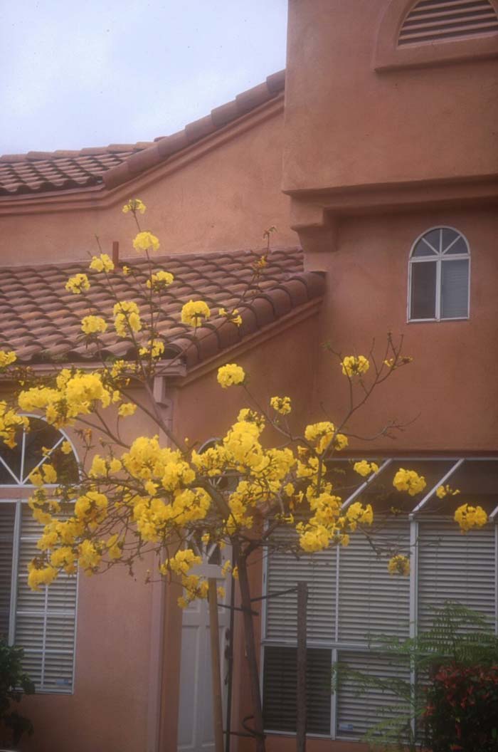 Plant photo of: Tabebuia chrysothricha