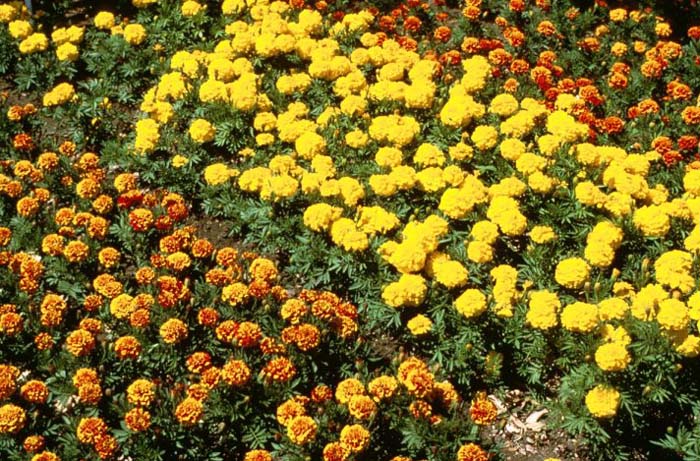 Plant photo of: Tagetes patula