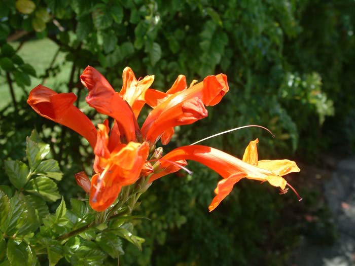 Plant photo of: Tecoma capensis