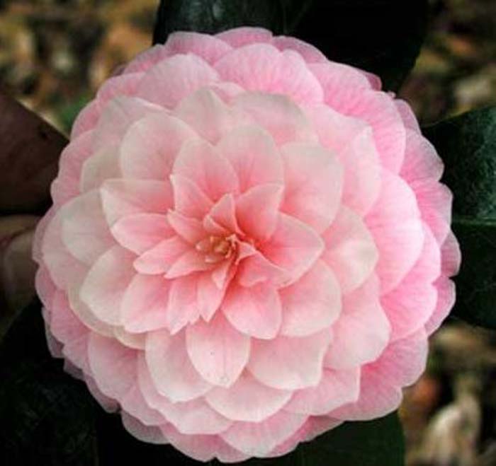 Plant photo of: Camellia japonica