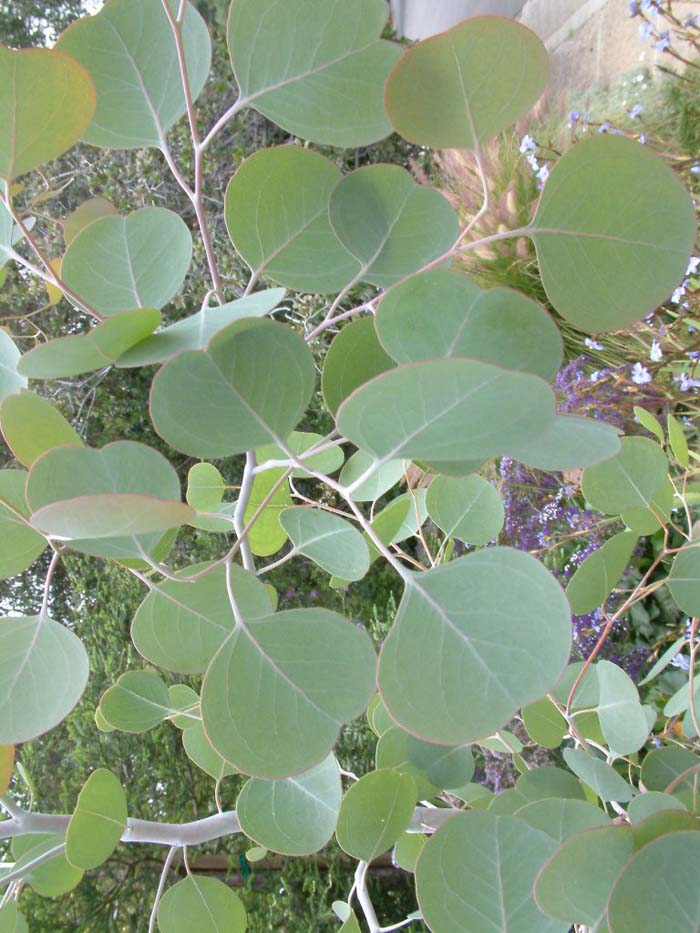 Plant photo of: Eucalyptus polyanthemos