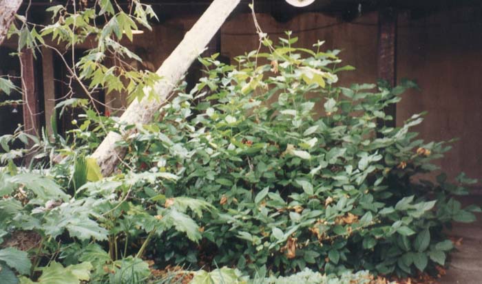 Plant photo of: Calycanthus occidentalis