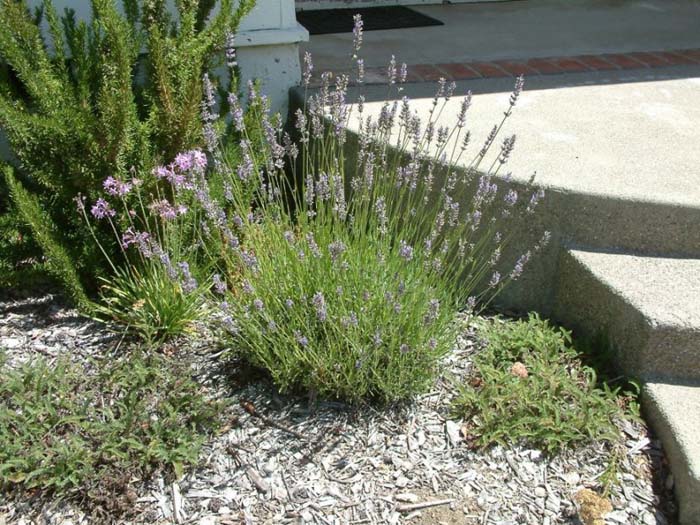 Plant photo of: Lavandula angustifolia 'Munstead'