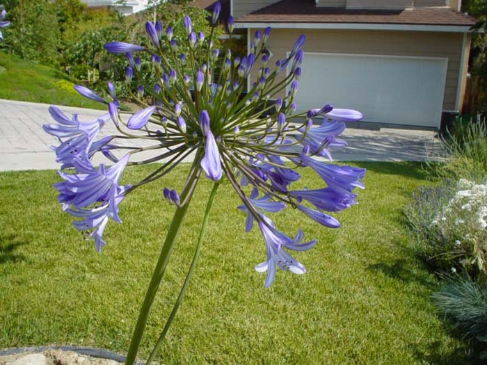 Plant photo of: Agapanthus africanus 'Peter Pan'