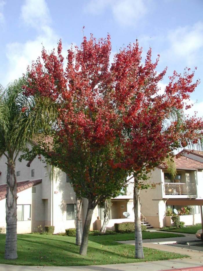 Plant photo of: Pyrus calleryana 'Bradford'