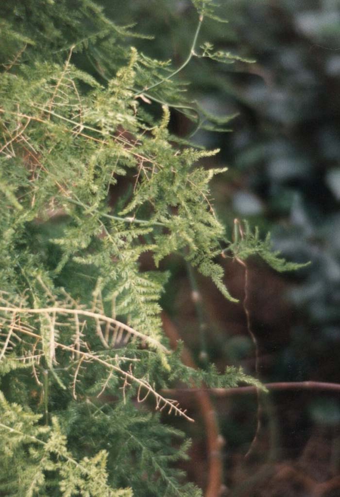 Plant photo of: Asparagus setaceus