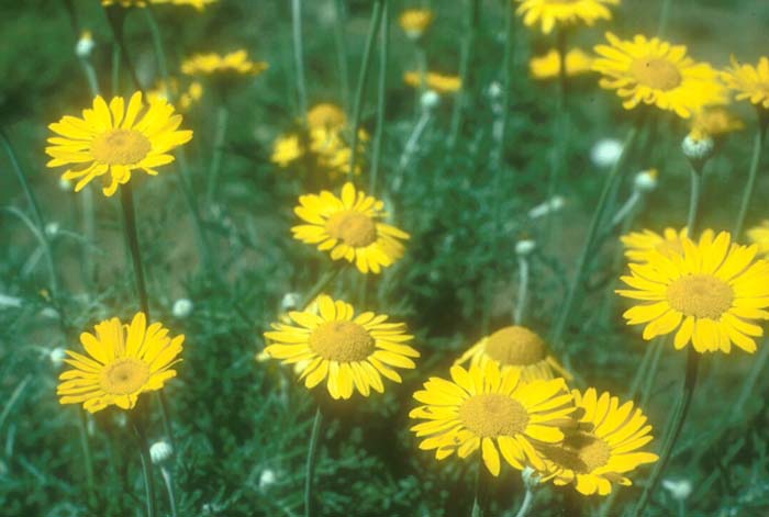 Golden Marguerite