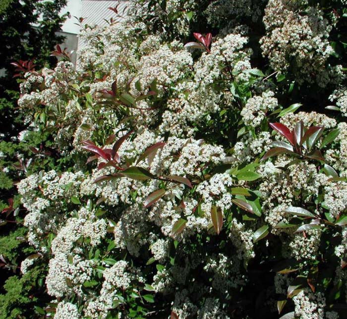 Plant photo of: Photinia X fraseri