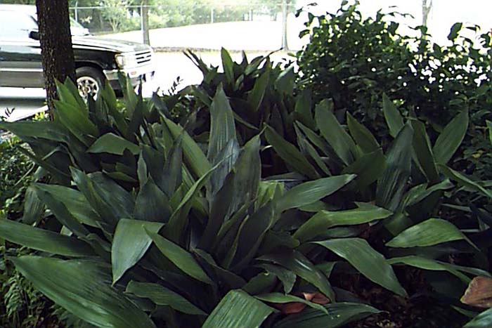 Plant photo of: Aspidistra elatior