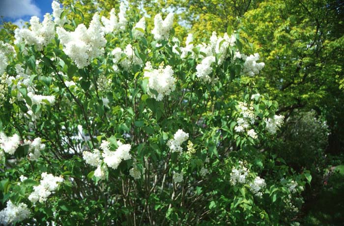 Plant photo of: Syringa vulgaris