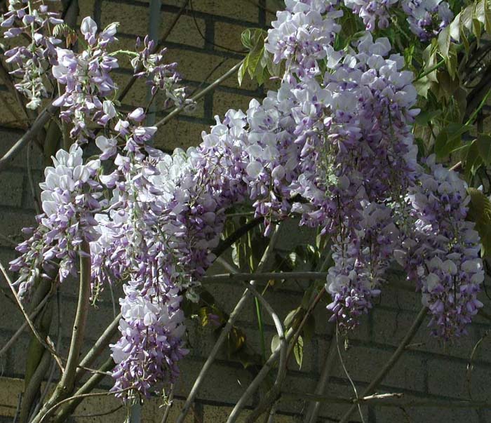 Plant photo of: Wisteria sinensis