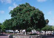 California Buckeye