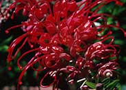 Grevillea