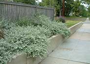 Licorice Plant