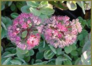 Autumn Joy Sedum