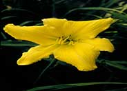 D. Moon Hybrid Daylily