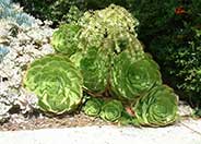 Parasol Aeonium